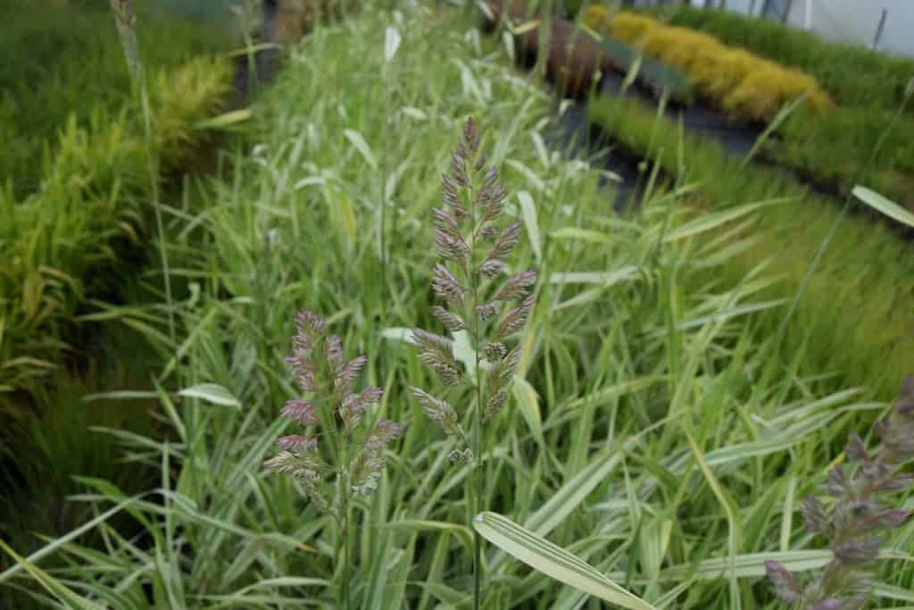 Miscanthus sinensis 'Variegatus' ---